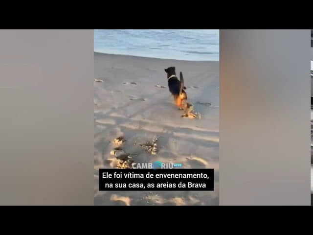 Despedida do Orelha, cão comunitário da Praia Brava, vítima de envenenamento