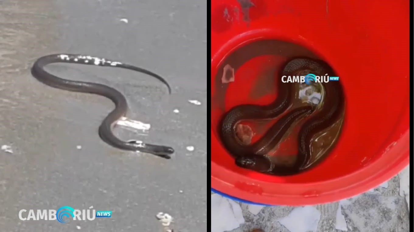 Cobra semelhante à naja é encontrada em Balneário Camboriú - NSC Total